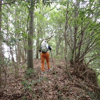 山らしくなって細尾根を進む。