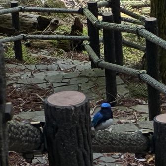 きれいな青い鳥　オオルリ🐦