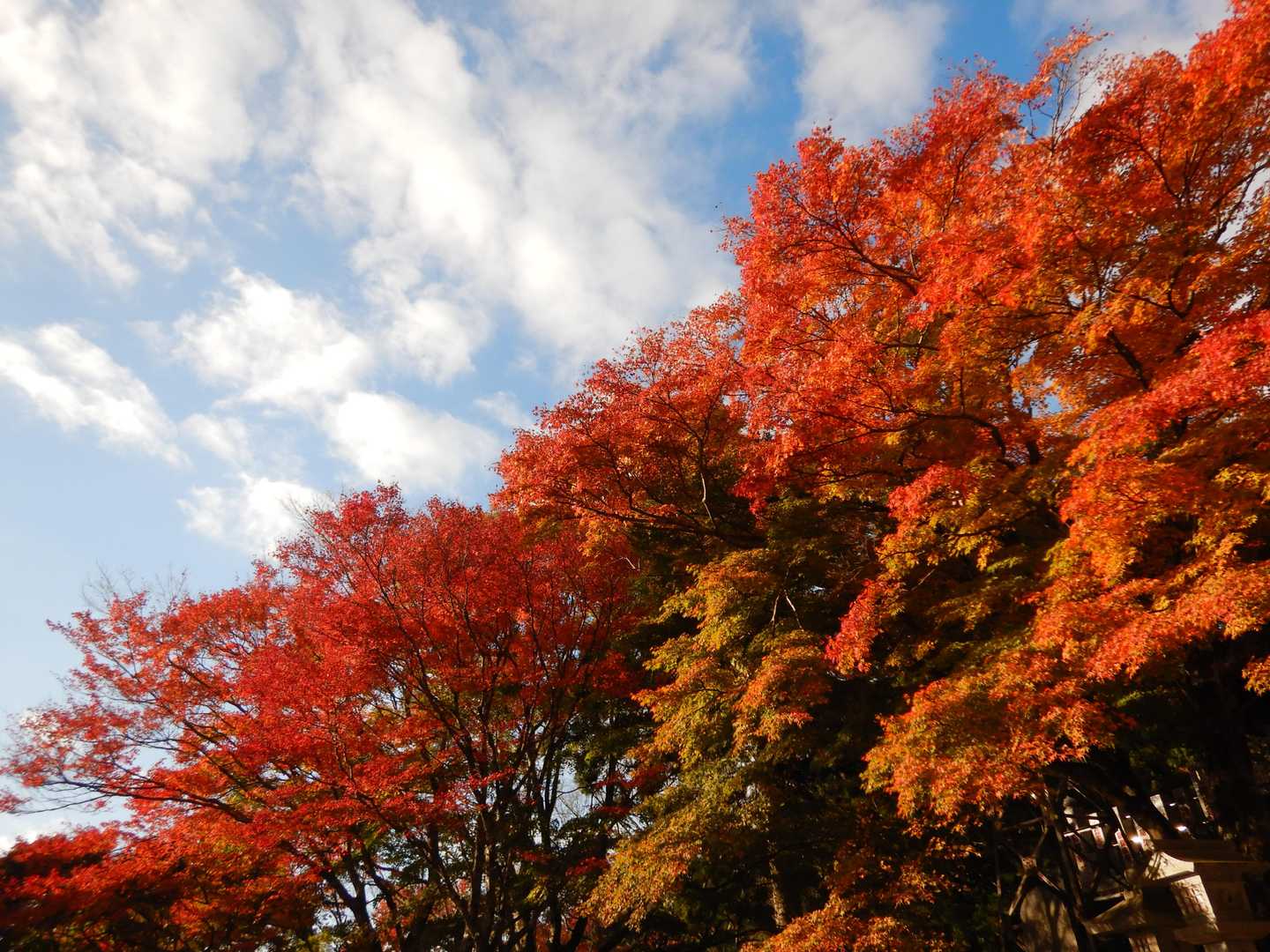 同じく下社
背景が青空だと、紅葉もGoodですな～