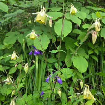 登山口の横にキバナオダマキとアヤメが綺麗に咲いてました🌸
🧑‍🦰🙍‍♀️🙎｢お別れするのがなんだか淋しいね🥹｣
｢またご一緒しましょう～‼️｣
LINE交換して｢またね🙋‍♀️｣

お花がいっぱいの経ヶ岳、とても良いお山でした🎶