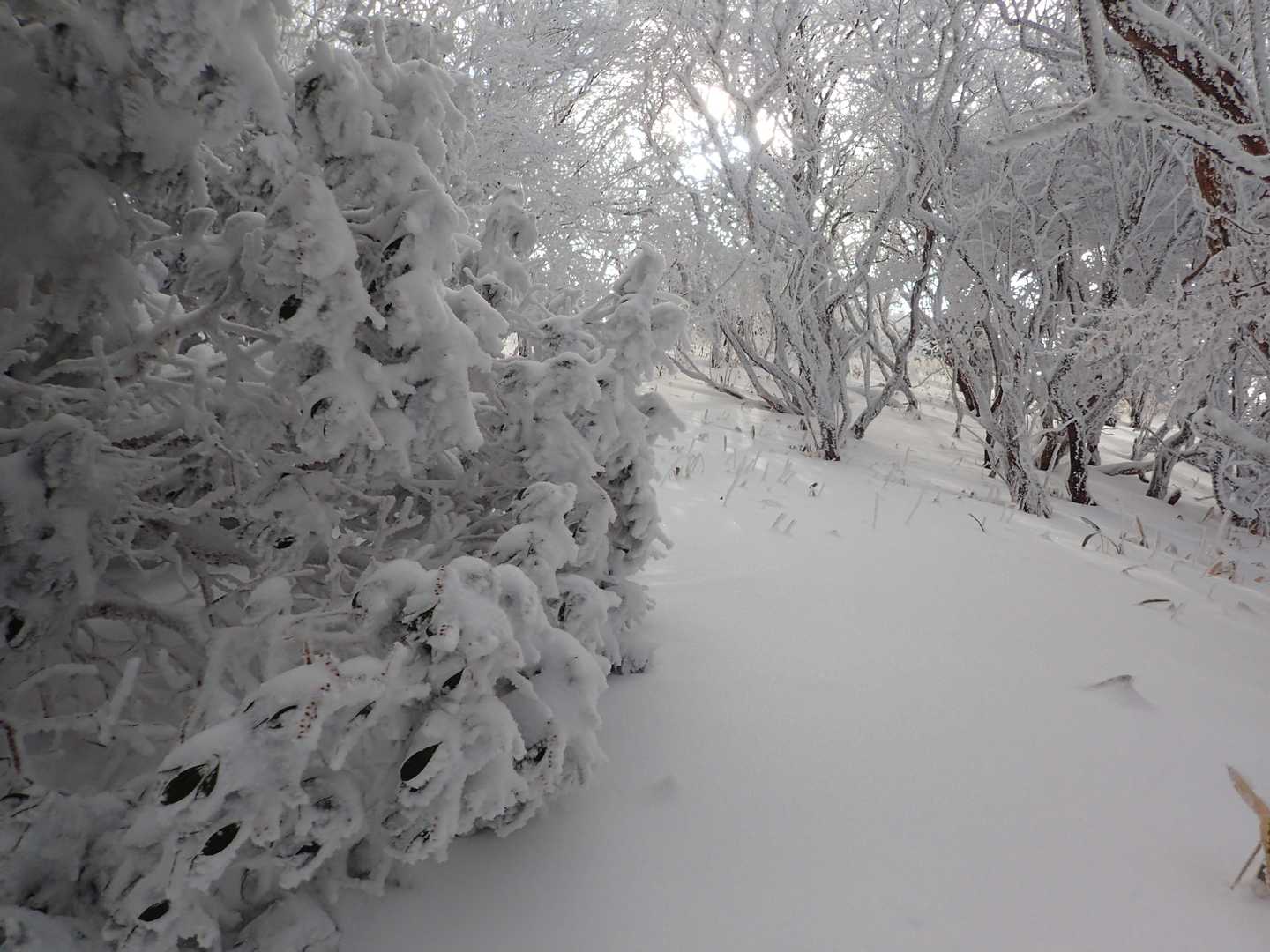 雪が、、、多すぎ。