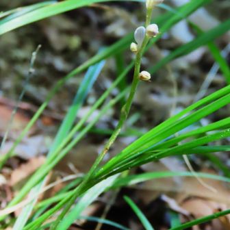 ヒメヤブランはまだ蕾