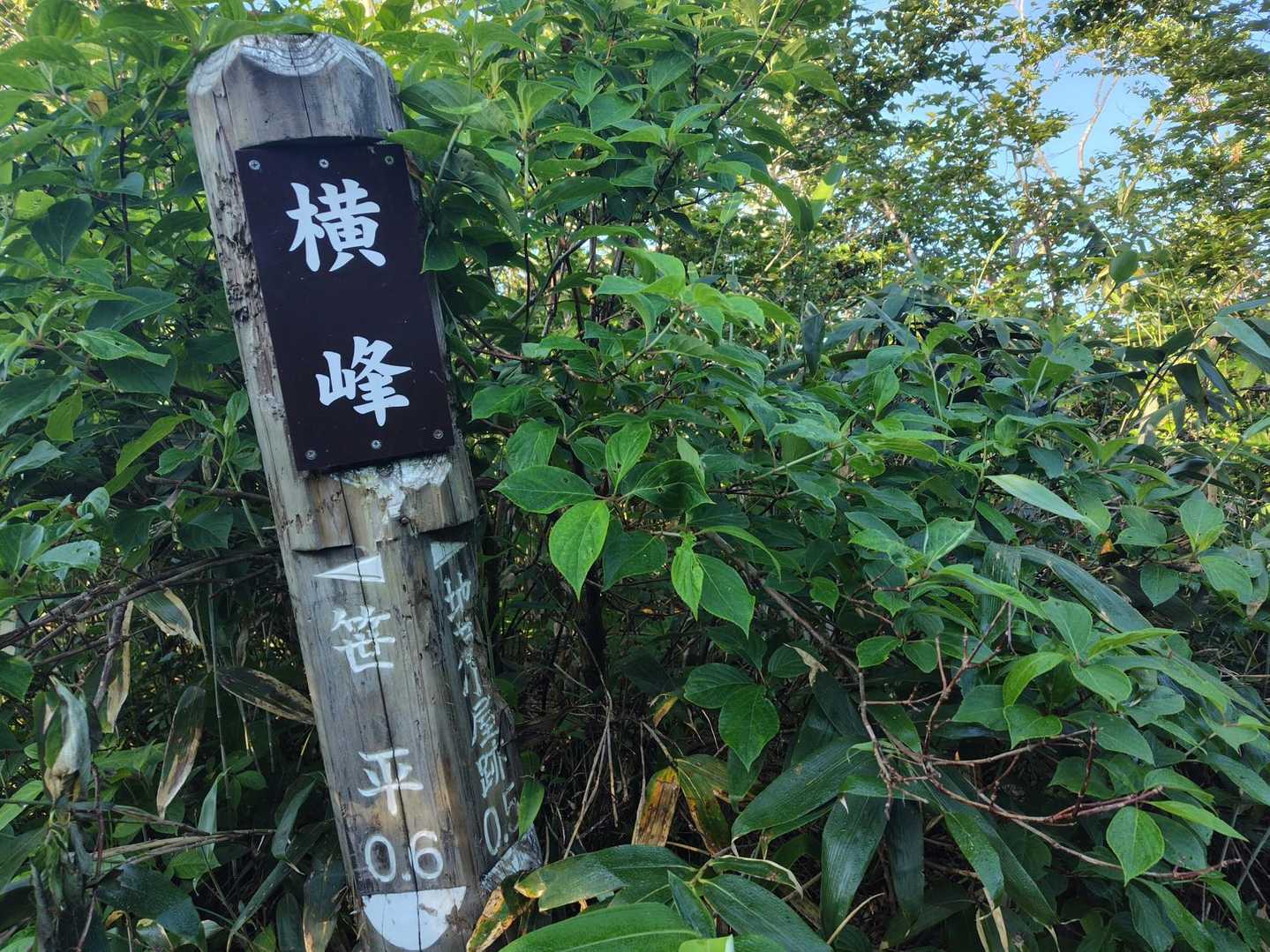 御沢登山口-横峰 往復コースの写真