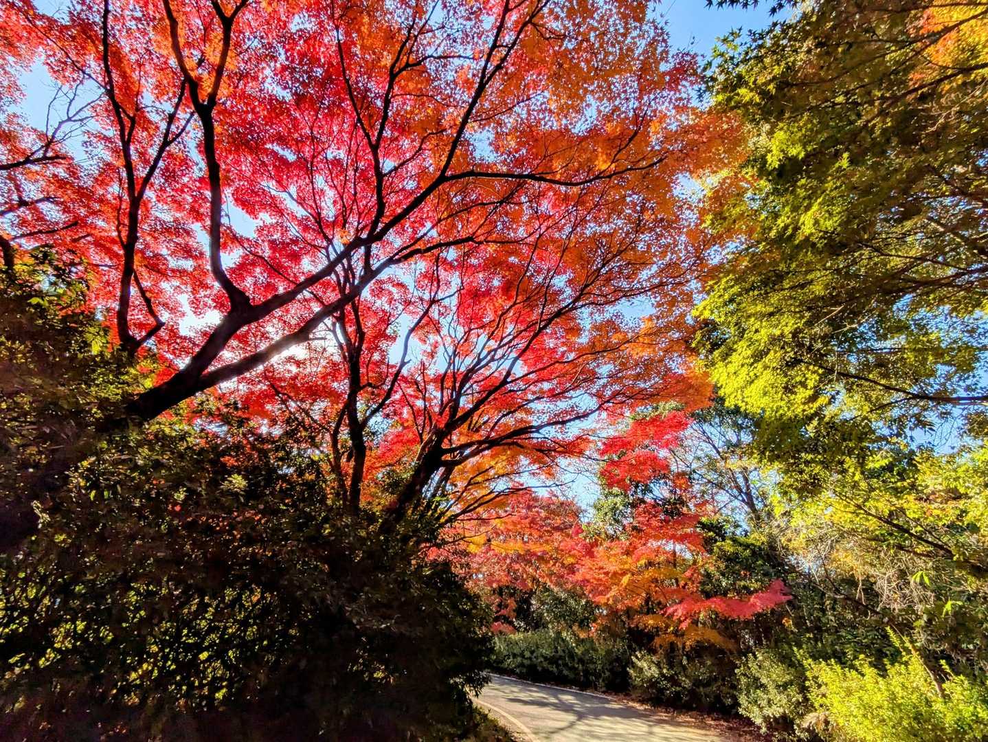 🍁