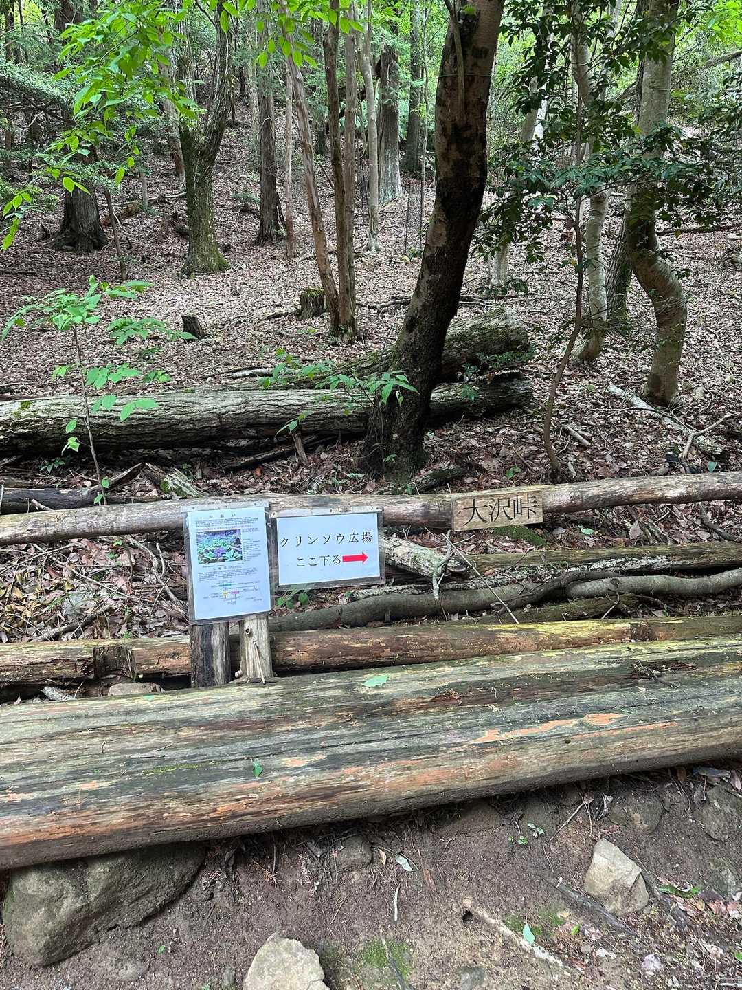 クリンソウ広場着いたよ