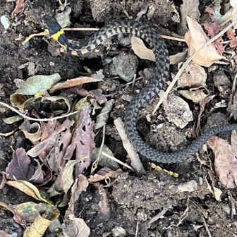 これは🐍何ヘビ？
首あたりに黄色の模様がありました。
２.30センチの小さなヘビ🐍でした。