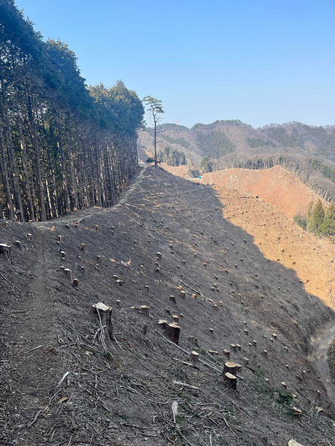 この周辺の森林、最近切られた❓