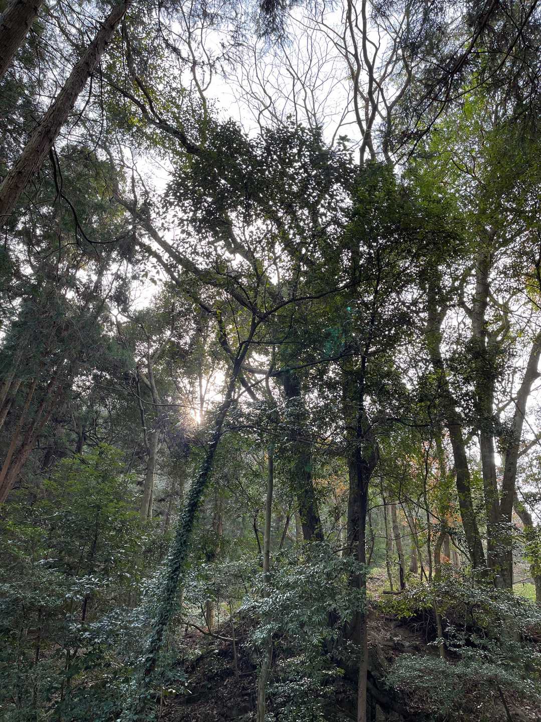 雲附登山口-石鎚神社-雲附山 往復コースの写真