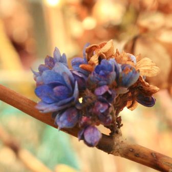 紫陽花です。
先端ではなく枝の途中で咲いてました。