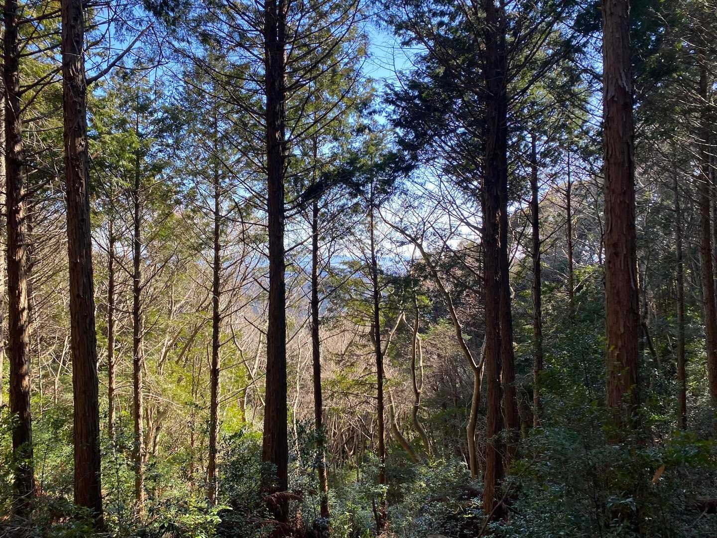 休憩したベンチから
木立ちの向こうに山がみえていた
どこかなぁ？こーゆー雰囲気が好きだ🫶