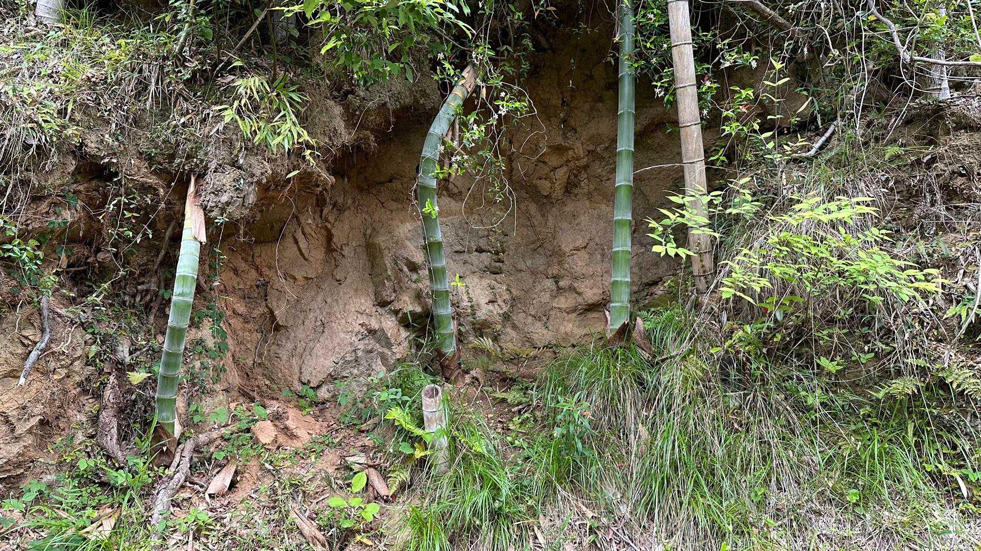 村積山 往復コースの写真