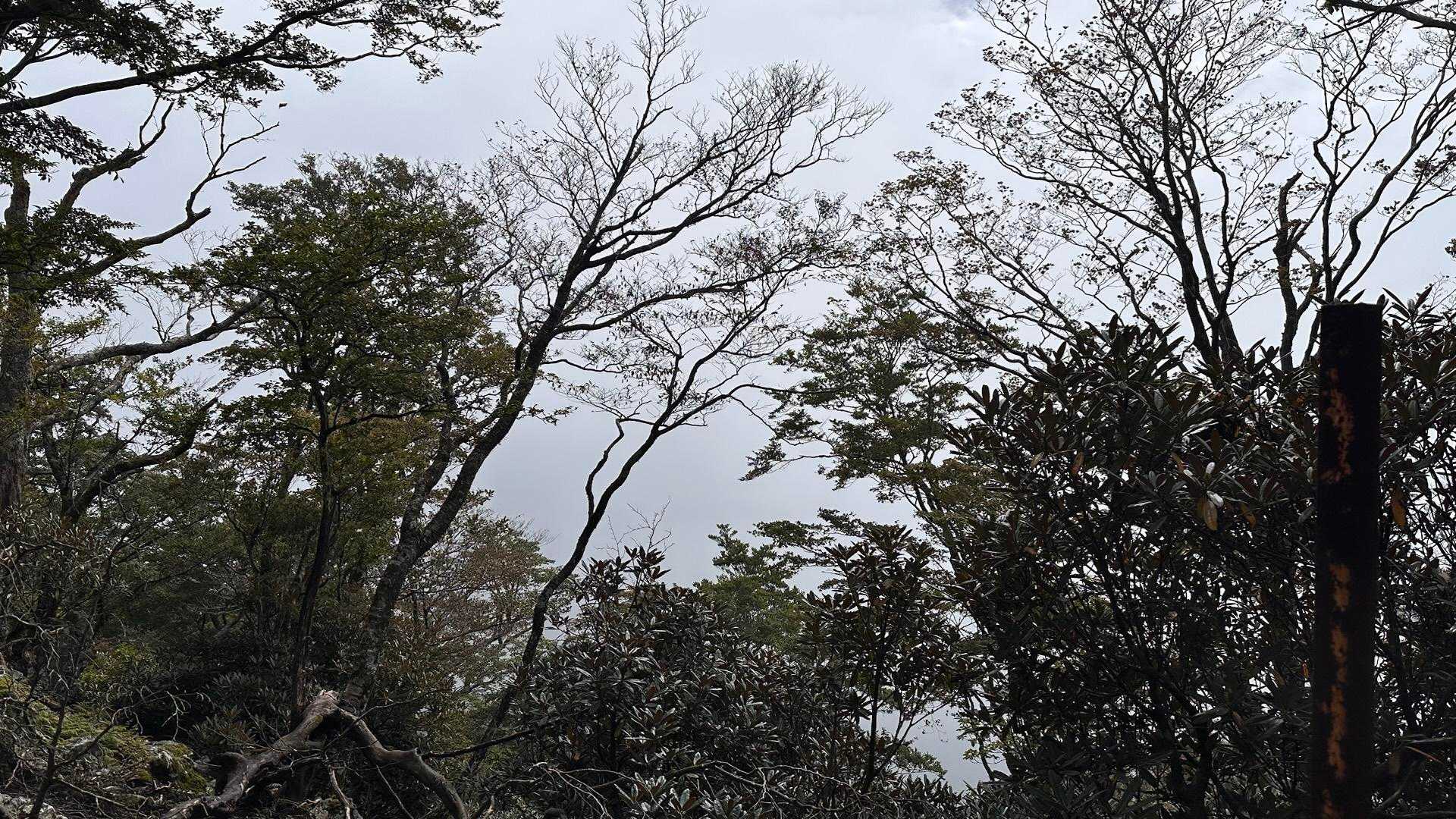 展望は真っ白🤍