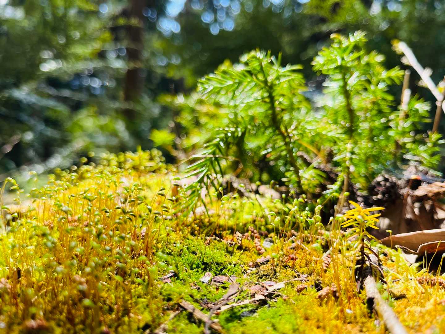 何気に見守ってる切り株の上の苔🪵🌱