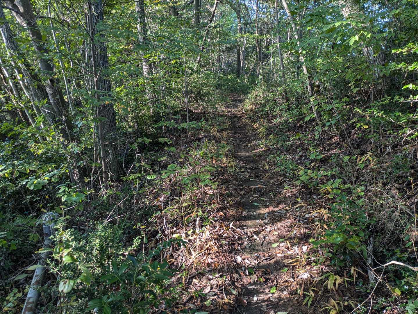 かがら山に向かう。
鏡山から下山後、かがら山に向かうのを忘れて陣ヶ平山方向に向かってしまい、戻って来た。