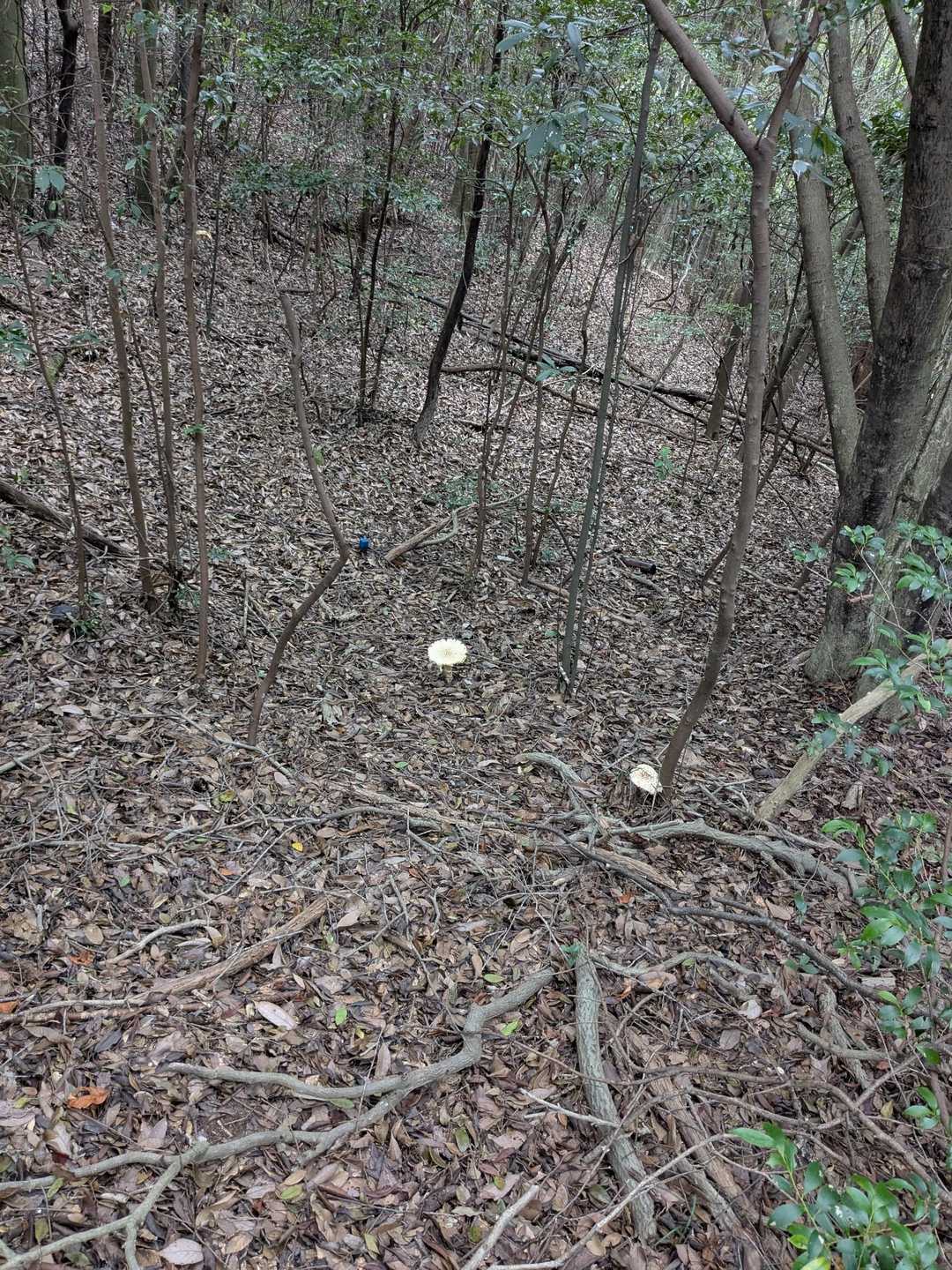 🍄‍🟫