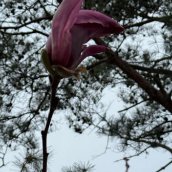 紫は
もうちょっとかな