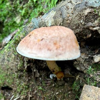 托鉢のお坊さん⁈🍄