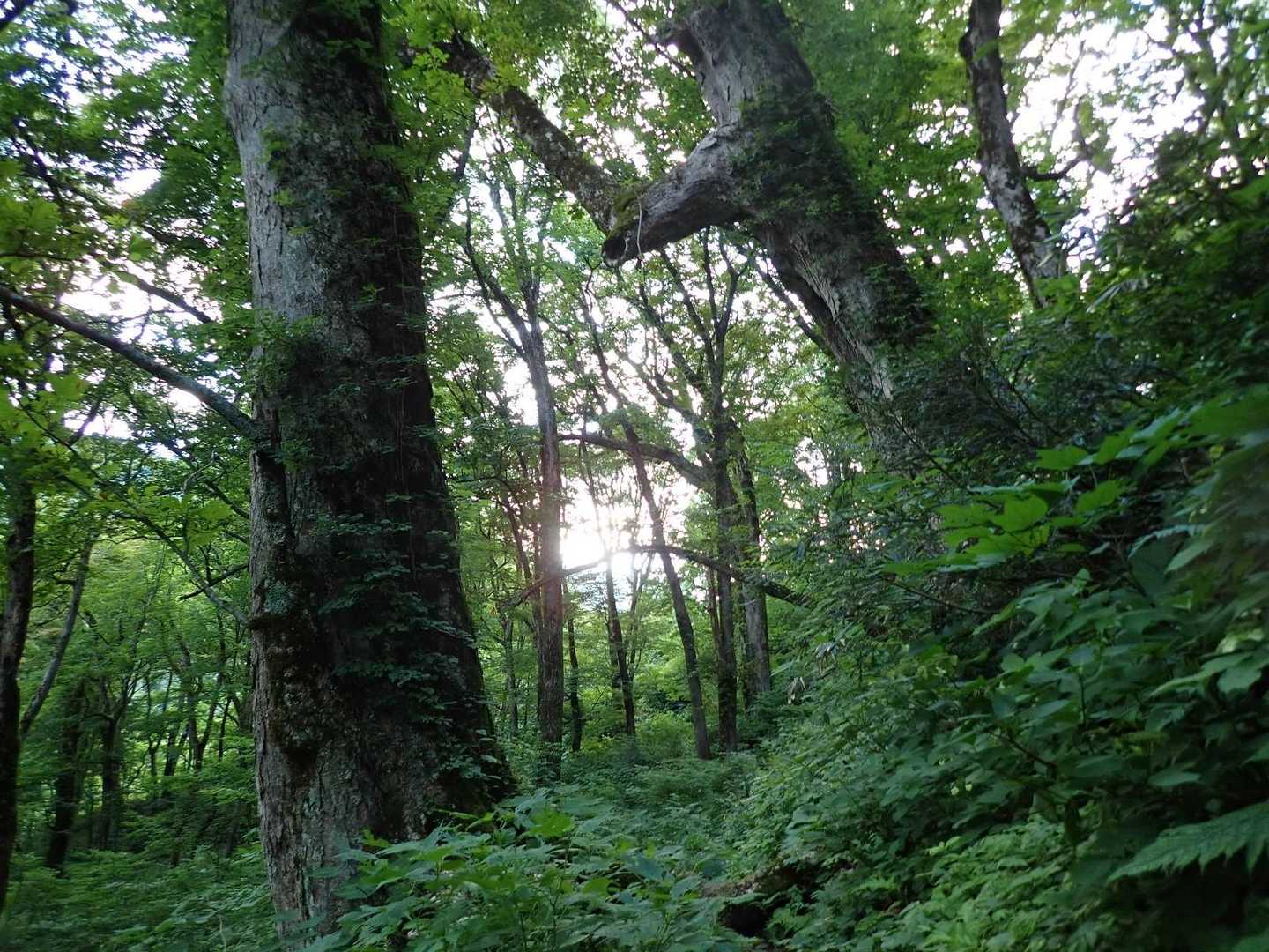 登山道に入ってすぐ、手つかずの雰囲気の良い森になります。
市ノ瀬新道登山道序盤はブナ、トチノキなどの巨木の森、チブリの森と呼ばれる原生林だそうです😊（市ノ瀬ビジターセンターで紹介されていました）