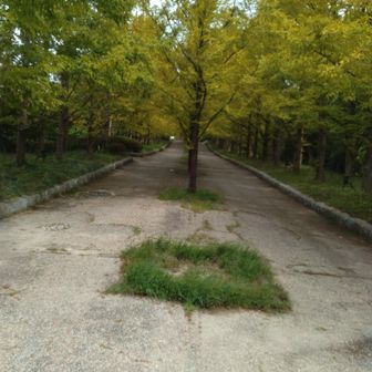 植物園入口付近のメタセコイア並木。少し色づいて秋の気分です。