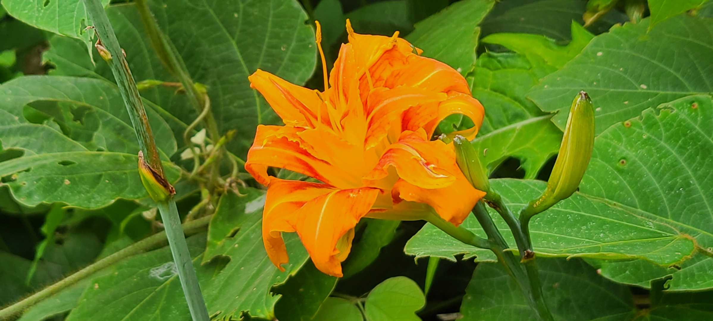 ワスレグサ（忘れ草）の仲間
ヤブカンゾウ（藪萱草）かな？