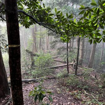 左折してすぐ、倒木だらけの道。