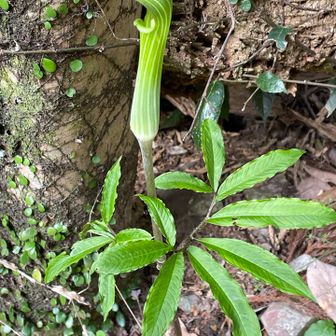 今年初のマムシ草