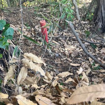 この

赤い棒

すごい目印🟥