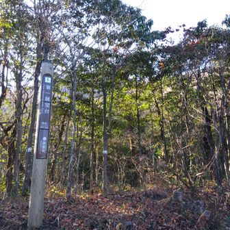 落葉が進む静かな樹林内を登ると、第1展望所が整備されてました🍁