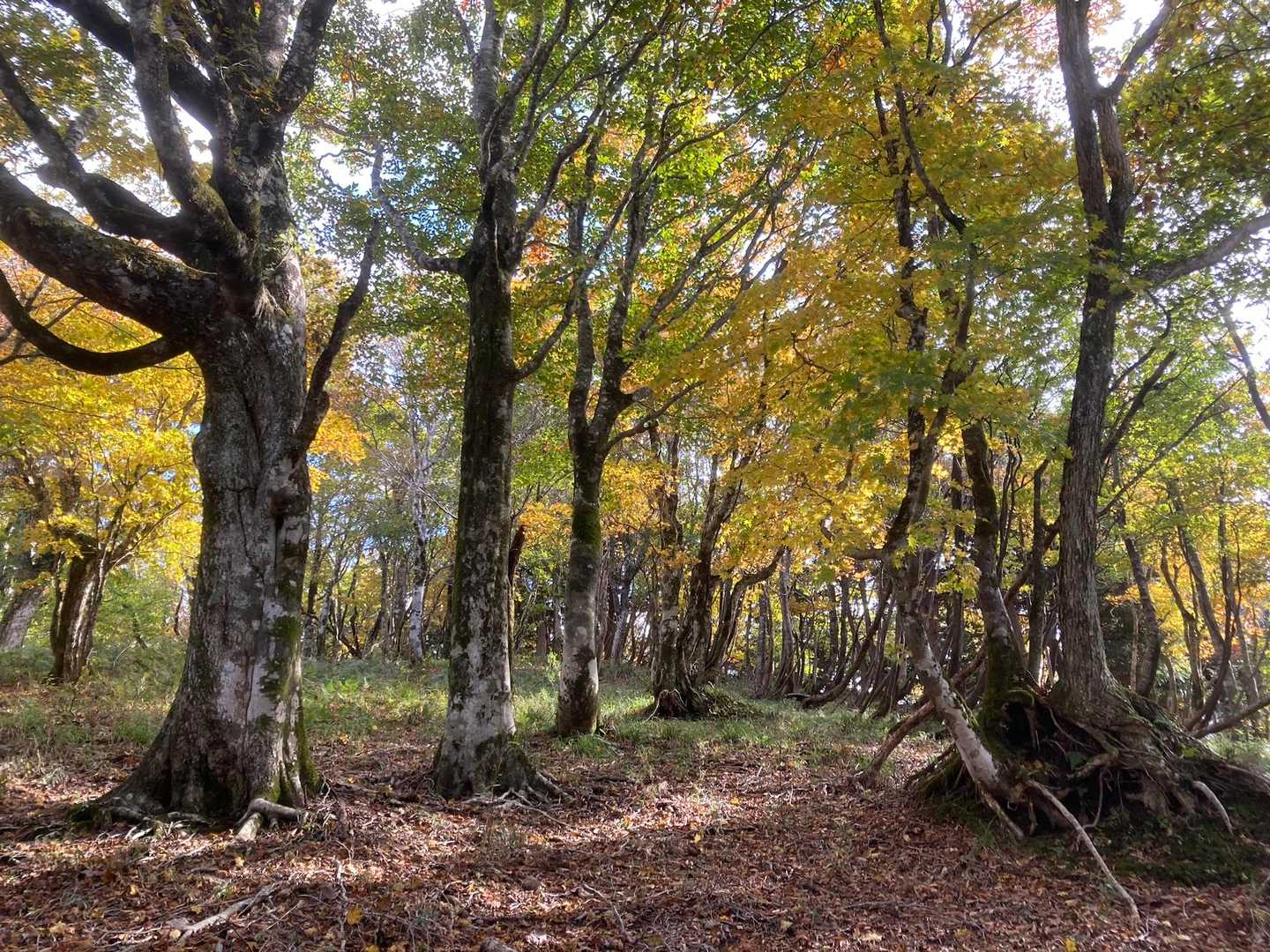 大通峠-三室山 往復コースの写真