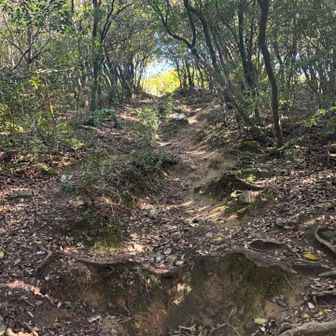 頂上手前
良い😆