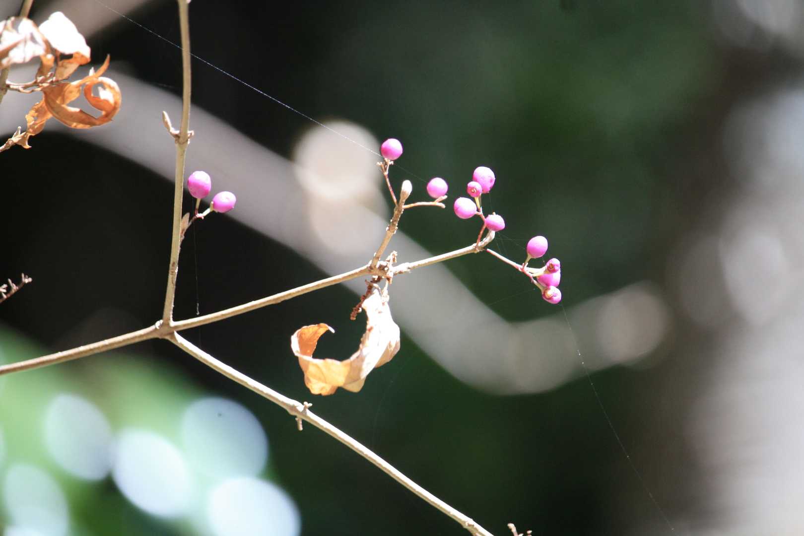 ムラサキシキブ