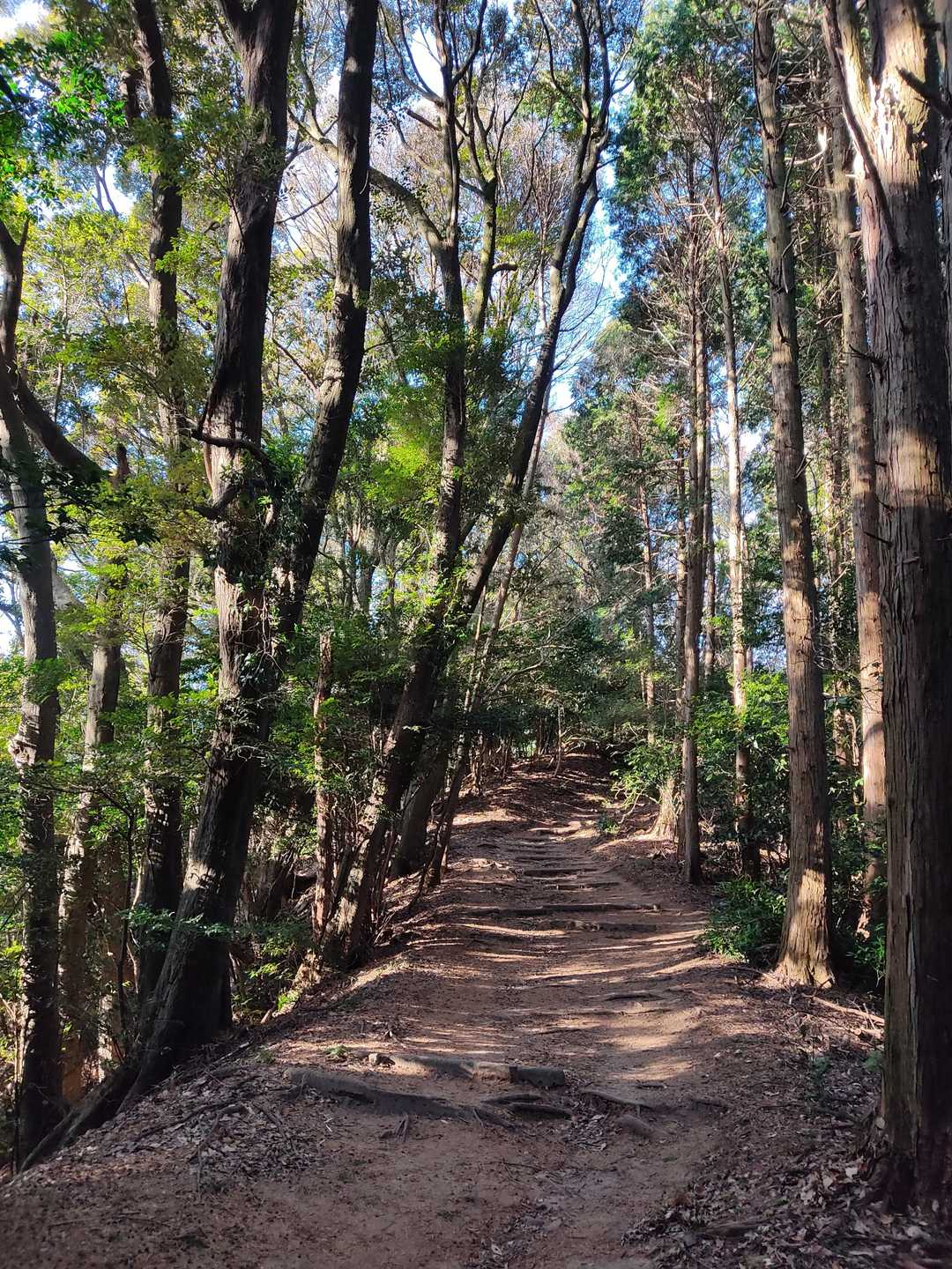 宮路山 往復コースの写真