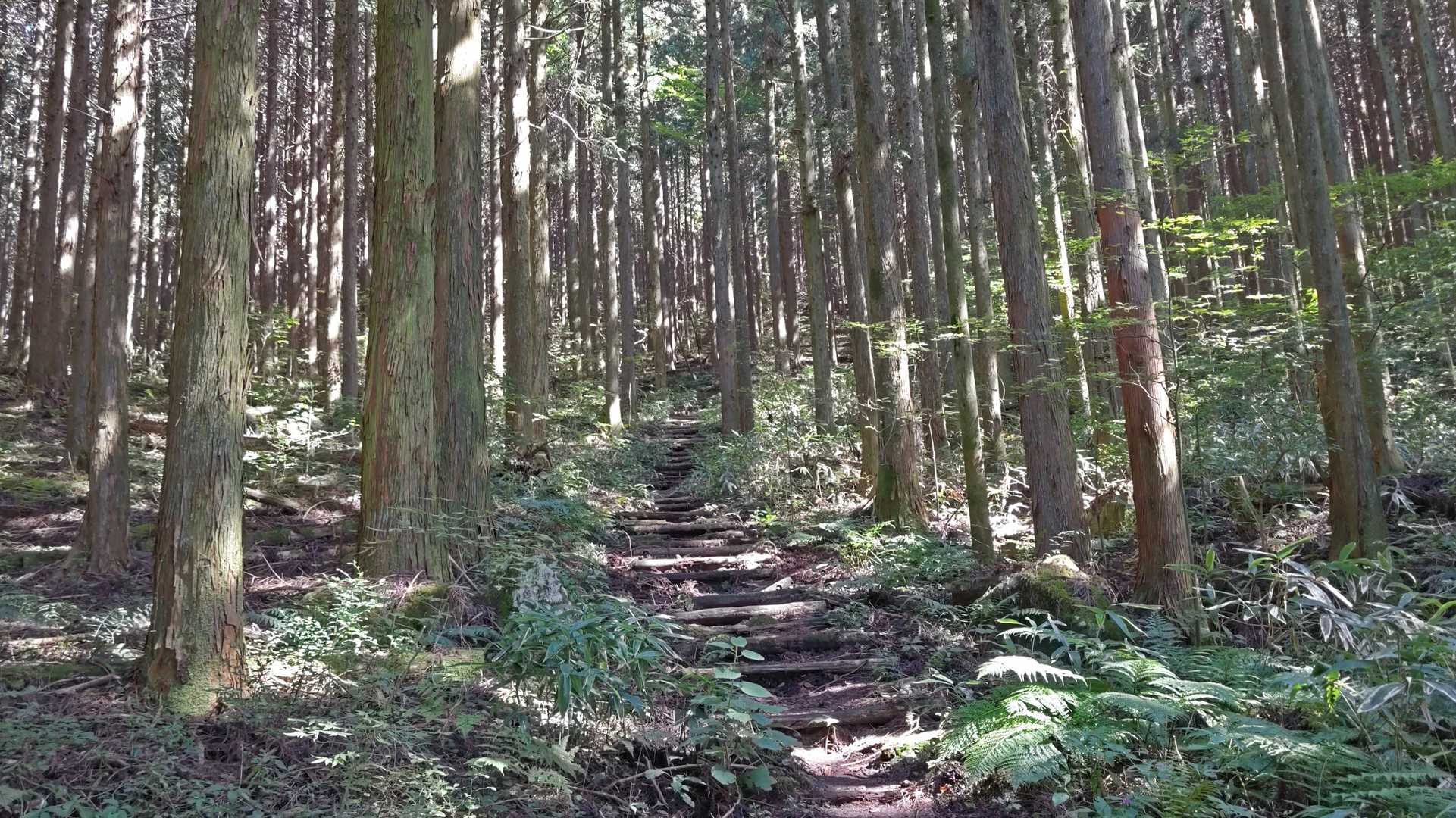 森林浴を浴びながらはいいですね🎵