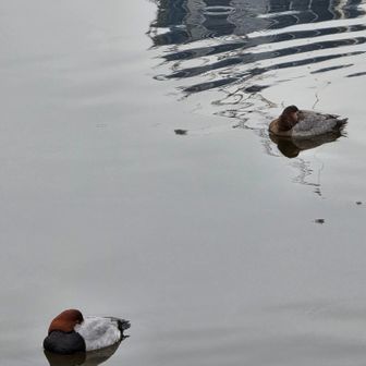 鴨かな？かわいい