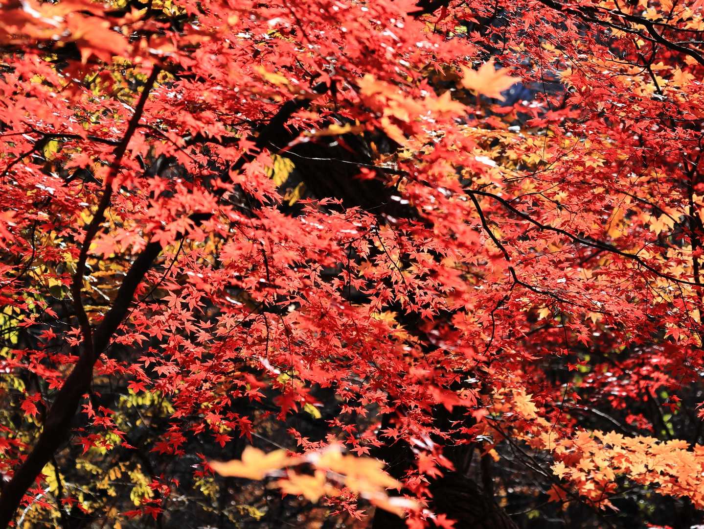 人はなぜ、紅葉🍁に魅せられるのでしょうかね。
すれ違う人たちはもみじ谷が目的の方がほとんどだったようです。
丁須の頭に行く(行った)と思われる方は数人いたかな🤔