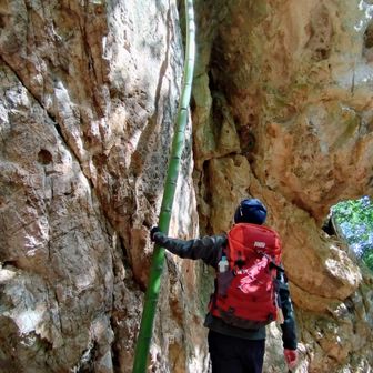 岩の隙間に すごく立派な竹なこと