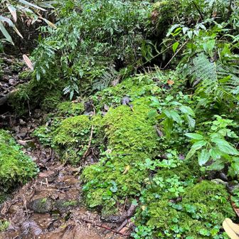 ここは、ショートカットの苔の道