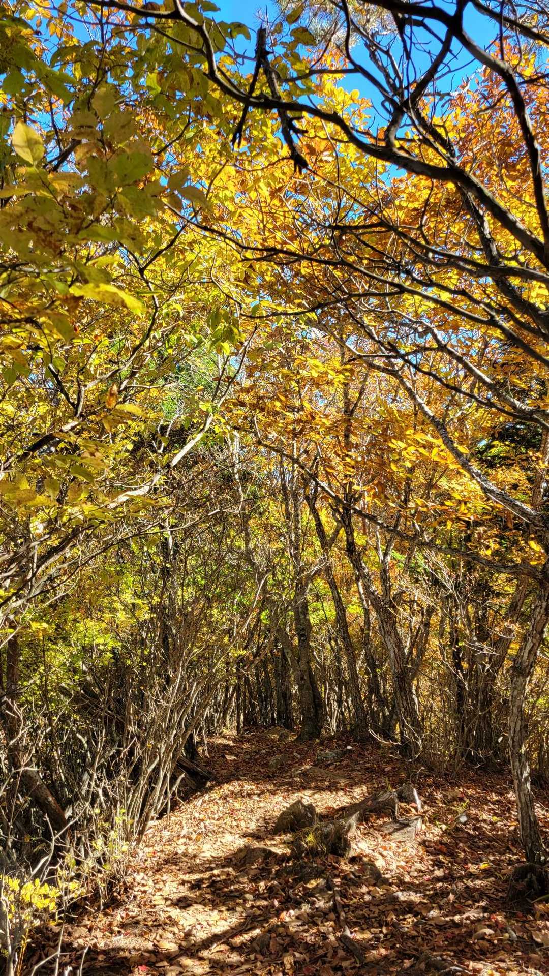 岩場を慎重に降って、下山は日射しも手伝って紅葉が一段とキレイ✨