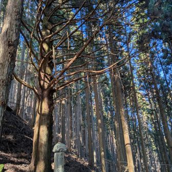伊勢神神宮峠の立派な杉（八百比丘尼の杉）を見て下山しました☘️
お疲れ様でした🙂‍↕️