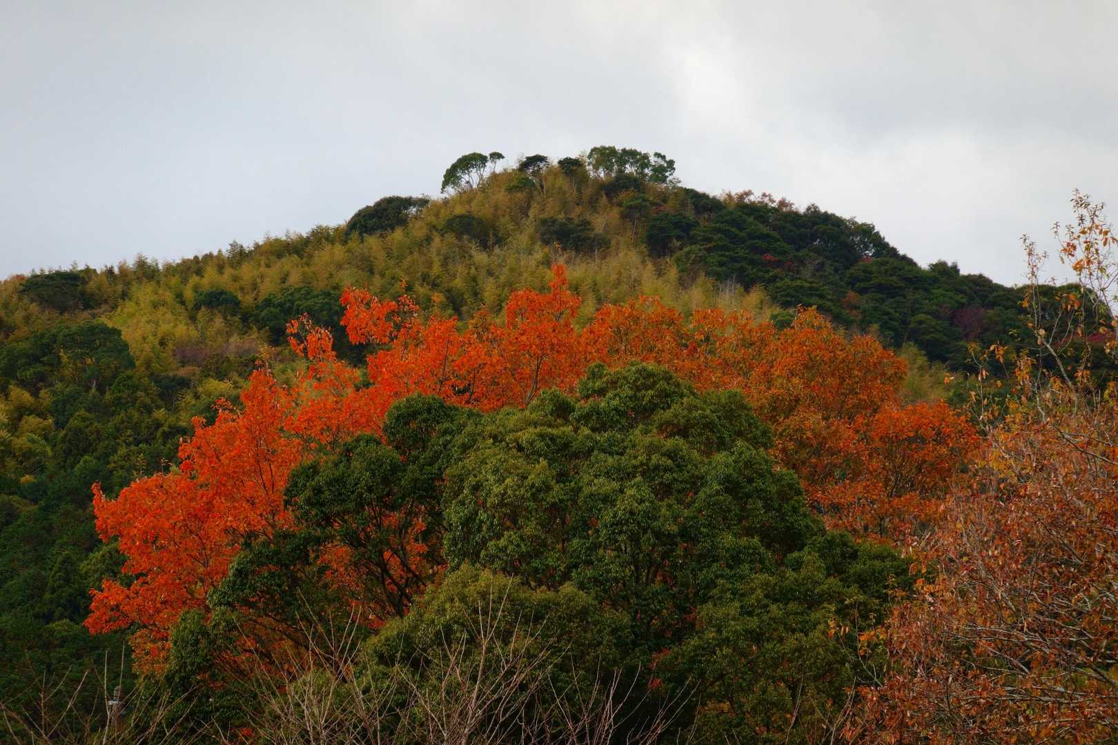 胸の観音に向かう道から見える紅葉