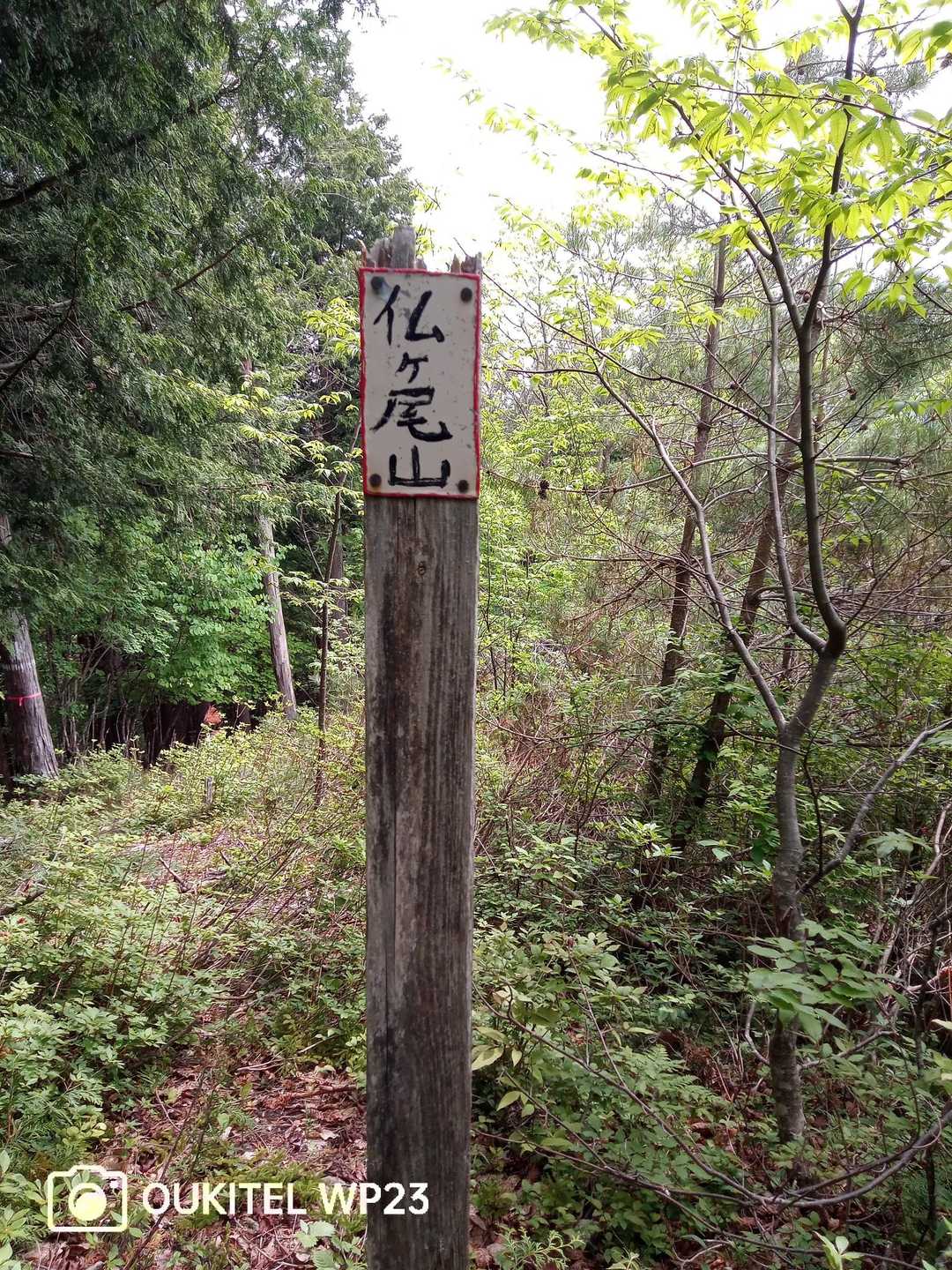 仏ヶ尾山 往復コースの写真