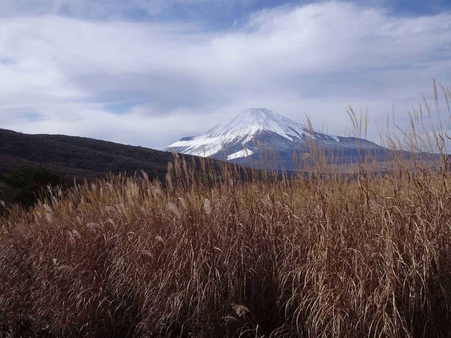 カヤ越しに富士山