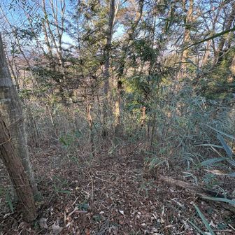 先人は反対側から登っていますが藪だらけで ここを下る気にはなれません