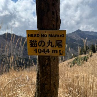 やーっと着いたよ　「猫の丸尾🐈」