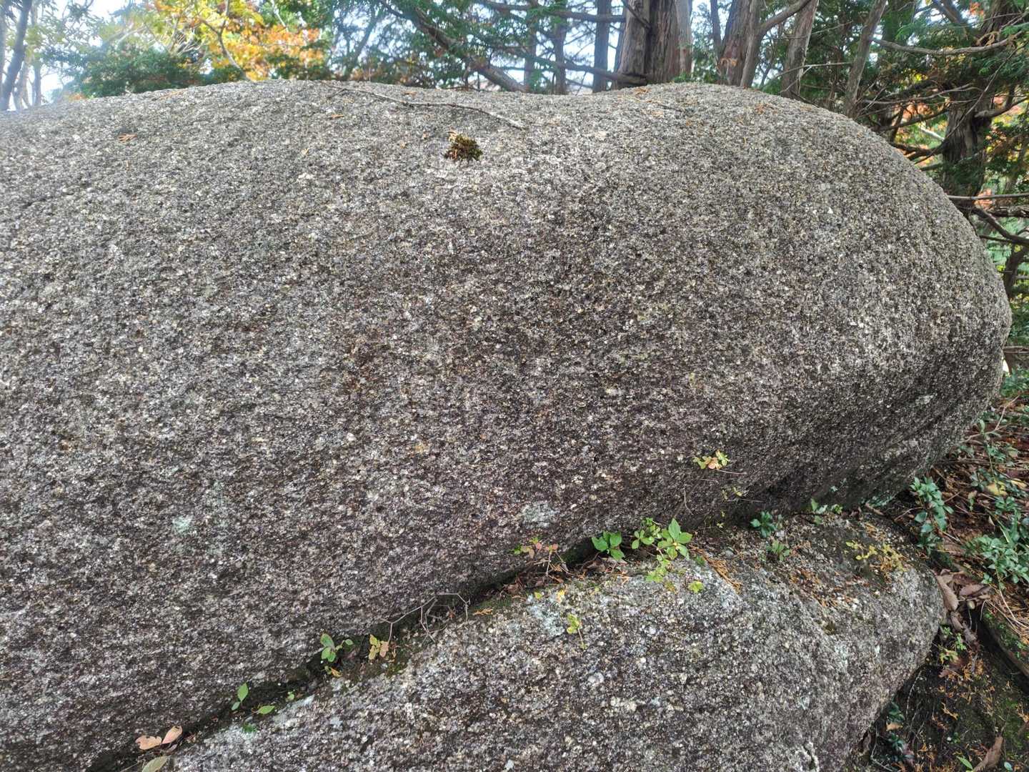 命名「オオサンショウウオ岩」📝

かわいい😝
ぬぽ〜っとしてる