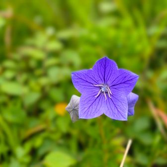 法面の藪の中にキキョウ💜
画像被ってました😅