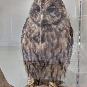 ふくろう🦉とか