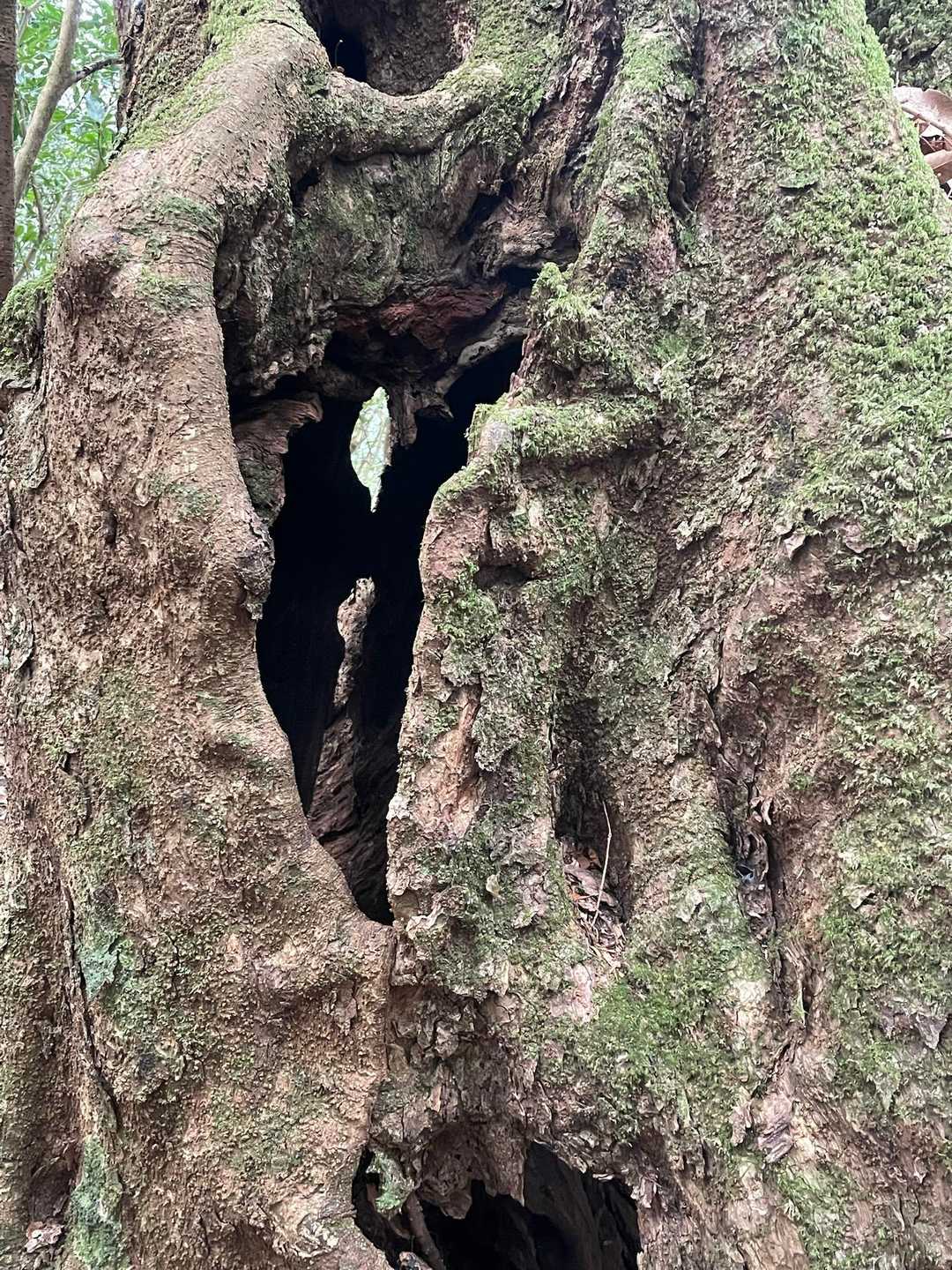 柳岳登山口-柳岳 往復コースの写真