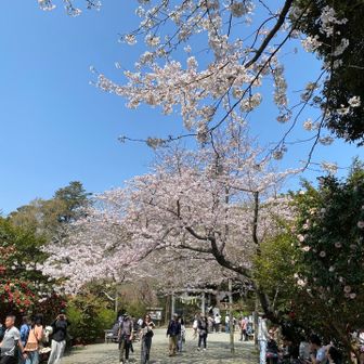 葛原岡神社⛩️🌸。出店＆お花見コーナーありましたよ🍢🍺