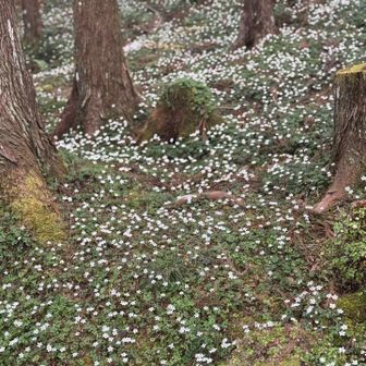 冷水山・百前森山・果無山 手厚く手入れされてるようです。
ありがとうございます